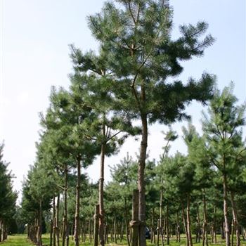 PSY_Sol_baum_6xv_STU20-25_STH200_G_WI361_17_08_05_3274.jpg
