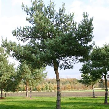 PSY_Sol_baum_7xv_STU50-60_G_WI352_03_11_05_5685.jpg