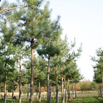 PSY_Sol_baum_5xv_STU20-25_Kr_br100-150_G_WI354-55_08_11_05_5765.jpg