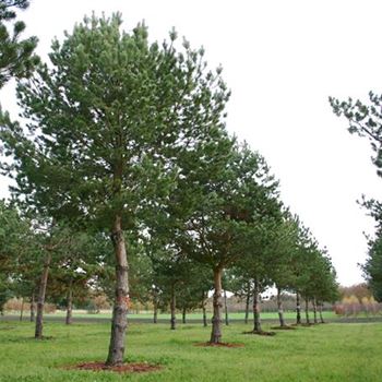 PSY_Sol_baum_7xv_STU50-60_G_WI351_03_11_05_5682.jpg