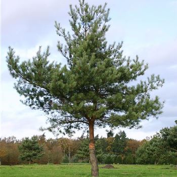 PSY_Sol_baum_7xv_STU50-60_G_WI300_03_11_05_5679.jpg