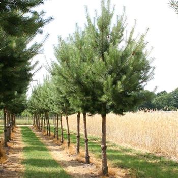 PSY_Sol_baum_5xv_STU25-30_Kr_br_100-150_Ges_hoe_350-400_G_WE152_24_07_06_12628.jpg