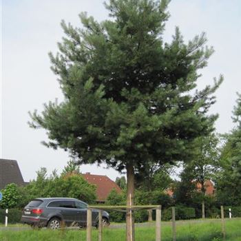 PSY_Sol_baum_7xv_300-400x60-70a_G-1358_27_06_14_jh_40647.jpg