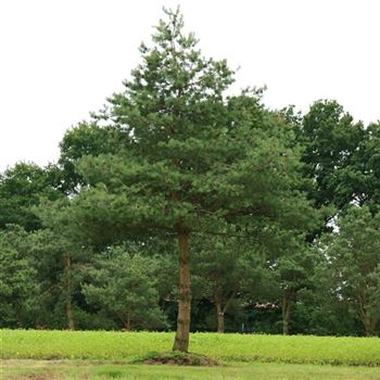 PSY_Sol_baum_8xv_300-400x60-70x600_STH240_G_WI_3_29_06_07_18791.jpg