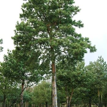 PSY_Sol_baum_8xv_STU60-70_STH300_Kr_br300-400_G_MEI606_2_12_11_07_21120.jpg