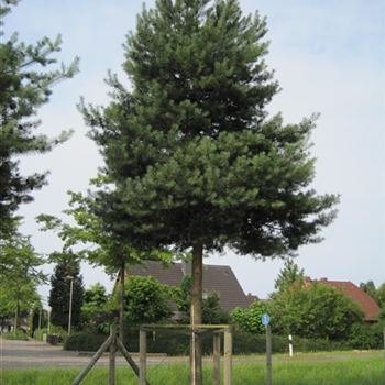 PSY_Sol_baum_7xv_300-400x60-70_G-1358_27_06_14_jh_40645.jpg