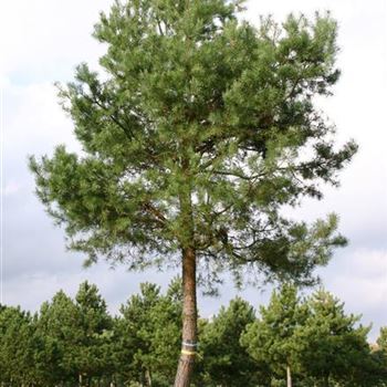 PSY_Sol_baum_7xv_STU60-70_G_WI353_03_11_05_5688.jpg