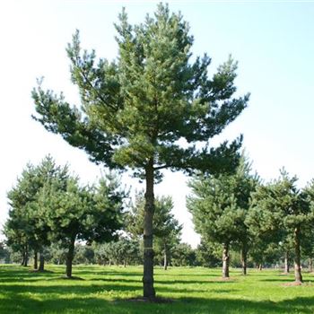PSY_Sol_baum_7xv_STU60-70_G_WI353_23_09_05_4322.jpg