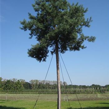 PSY_Sol_baum_7xv_300-400x60-70_STH400-600_G-353_05_09_14_jh_40646.jpg