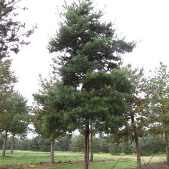 PSY_Sol_baum_7xv_300-400x70-80_G-304_02_10_15_jh_41742.jpg