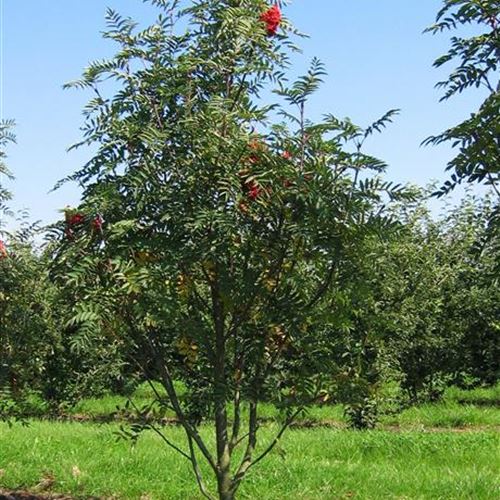 Sorbus decora