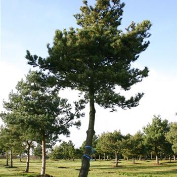 PSY_Sol_baum_8xv_300-400x70-80_G_WI353_16_12_05_6992.jpg