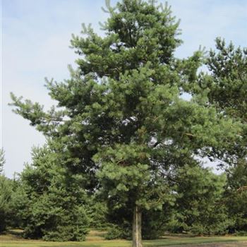 PSY_Sol_baum_7xv_300-400x70-80_G-607_27_06_14_jh_40648.jpg
