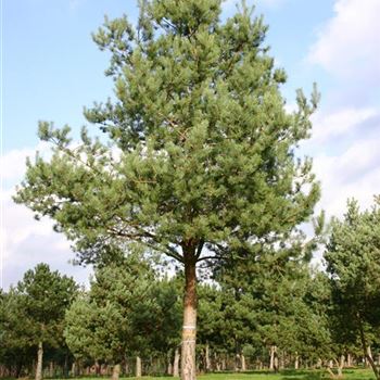 PSY_Sol_baum_7xv_STU70-80_G_WI353_03_11_05_5695.jpg