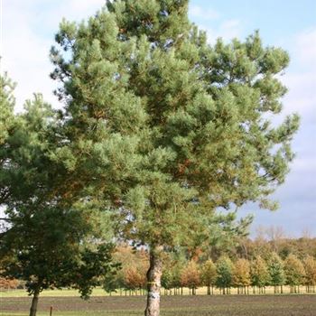 PSY_Sol_baum_7xv_STU70-80_G_WI352_03_11_05_5692.jpg