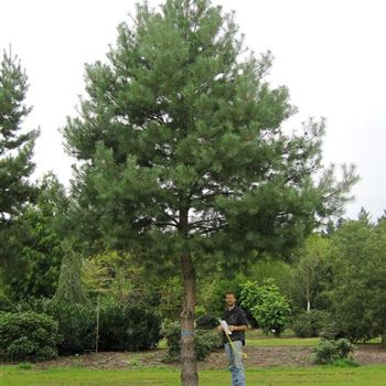 PSY_Sol_baum_8xv_STU70-80_+M_Wilckens_G_PA_15_09_05_3999.jpg