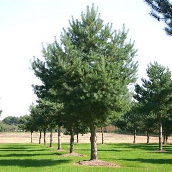 PSY_Sol_baum_8xv_STU70-80_STH200_Kr_br300-400_G_WI352-53_02_09_05_3791.jpg
