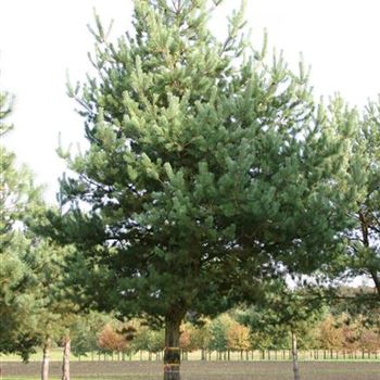 PSY_Sol_baum_7xv_STU70-80_G_WI351_03_11_05_5690.jpg