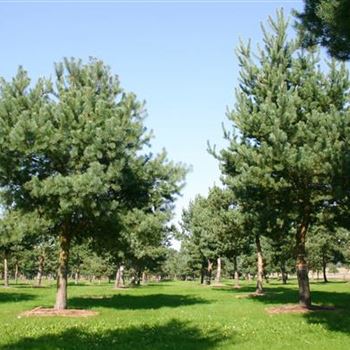 PSY_Sol_baum_8xv_STU70-80_G_WI_4_23_09_05_4325.jpg