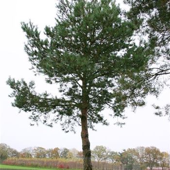 PSY_Sol_baum_8xv_400+x80-90x800+_STH300_G_WI_02_11_05_5756.jpg