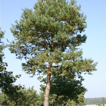 PSY_Sol_baum_8xv_STU80-90_STU300_Kr_breite_400+xGes_hoe800-1000_G_WI_06_10_05_4672.jpg