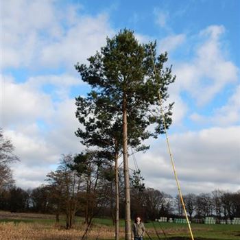 PSY_Sol-Baum_7xv_300-400x80-90_STH600-800_G-372_15_02_16_wr_41998.JPG