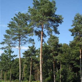 PSY_Sol_baum_7xv_300-400x80-90_STH800-1000_G-1450_26_10_15_jh_41744.jpg