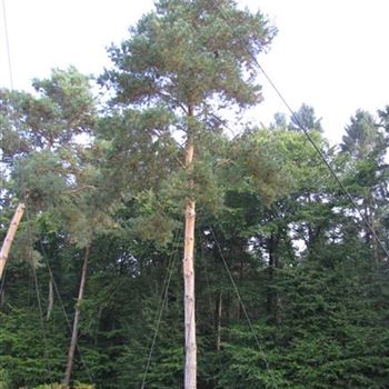 PSY_Sol_baum_7xv_300-400x80-90_STH800-1000_G-1450_02_10_15_jh_41743.jpg