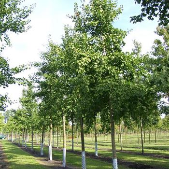 GBFA_Sol_baum_5xv_-150x25-30x-500_R_2_FL1029_09_10_06_13777.jpg