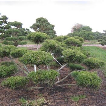 PMMU_Bonsai_Form_5xv_100-125x60-80_O-623_12_02_16_wr_41981.JPG