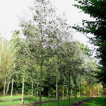 SIBR_Sol_baum_4xv_100-150x25-30x400-500_G-906_30_09_10_jh_35631.jpg