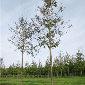 SIBR_Sol_baum_5xv_150-200x30-35x500-700a_G-503_30_09_10_jh_35633.jpg