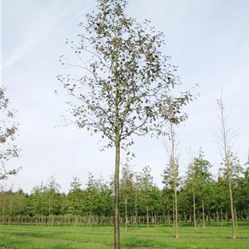 SIBR_Sol_baum_5xv_150-200x30-35x500-700_G-503_30_09_10_jh_35632.jpg