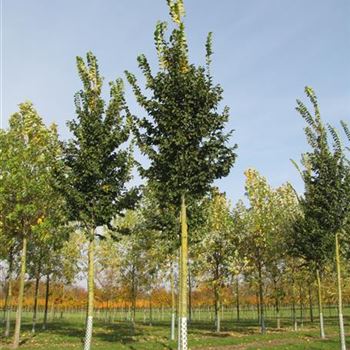 UHLO_Sol_baum_4xv_150-200x20-25-30x400-500a_R-243_03_11_11_jh_37073.jpg