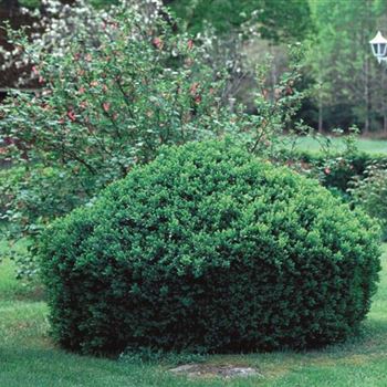 Buxus sempervirens Polar.tif