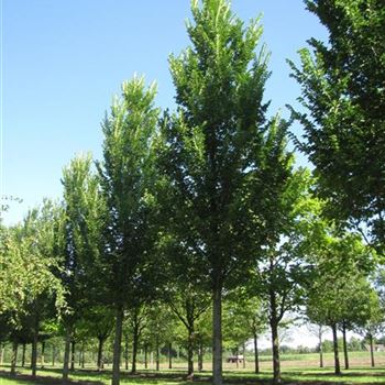 UHLO_Sol_baum_6xv_300-400x50-60x700-900_R-1086_13_08_14_jh_40883.jpg