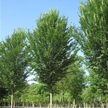 UHLO_Sol_baum_6xv_300-400x45-50x700-900_R-331_13_08_14_jh_40882.jpg