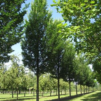 UHLO_Sol_Baum_6xv_300-400x50-60x700-900_R-1086_13_08_14_kd_39733.jpg