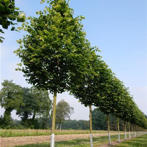 Tilia platyphyllos 'Herziana'