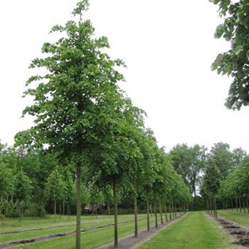 TCO_Sol_baum_5xv_200-300x25-30x400-500_R-407_19_05_11_jh_36580.jpg