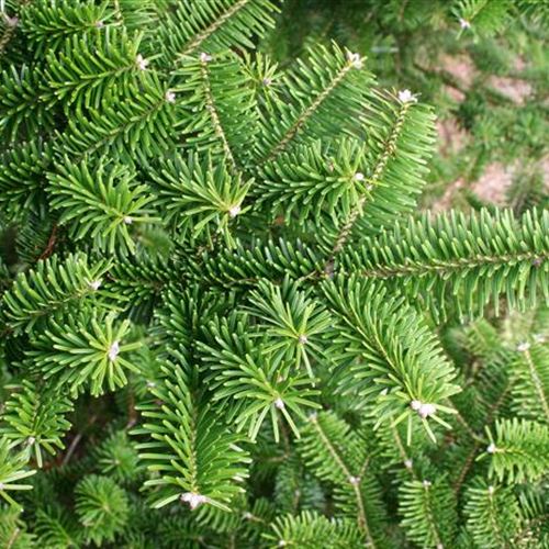 Abies homolepis