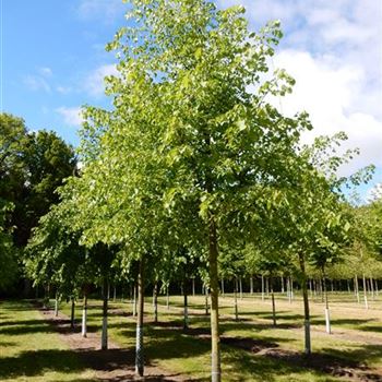 TCO_Sol_Baum_5xv_200-300x30-35x400-500_R_327_14_10_15_kd_41070.JPG