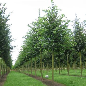 TCO_Sol_baum_5xv_200-300x30-35x500-700_R_OEL74_20_07_09_30074.jpg