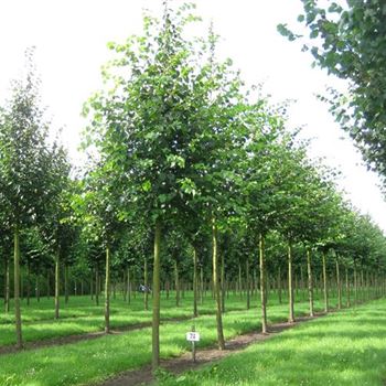 TCO_Sol_baum_5xv_200-300x30-35x500-700_R_OEL74_2_20_07_09_30073.jpg
