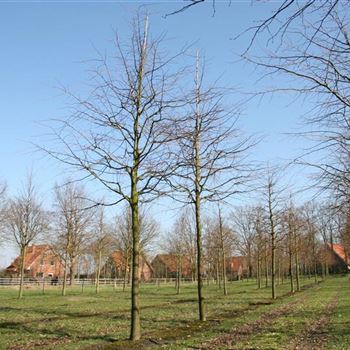 TCO_Sol_baum_5xv_200-300x30-35x500-700_R_HA8-9_4A_13_03_07_16537.jpg