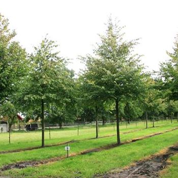 TCO_Sol_baum_5xv_200-300x35-40x500-700_R_HA9_05_09_07_19917.jpg