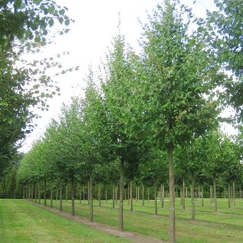 TCO_Sol_baum_5xv_200-300x40-45x500-700_R_x_R_Thomssen_14_09_09_30851.jpg