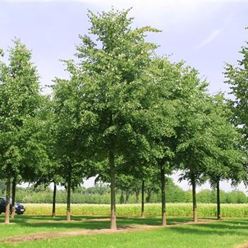 TCO_Sol_baum_6xv_300-400x45-50x500-700_R_ROE40_06_08_08_24700.jpg