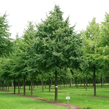 TCO_Sol_baum_6xv_300-400x50-60x500-700_R_STE48_06_08_08_24707.jpg