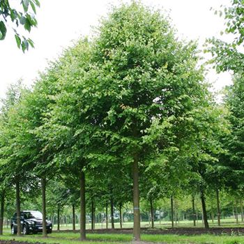 TCO_Sol_baum_6xv_300-400x60-70x500-700_R_OEL73-74_07_07_05_2482.jpg